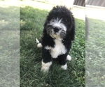 Small #7 Bernedoodle