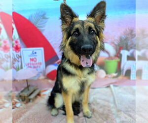 German Shepherd Dog-Unknown Mix Dogs for adoption in Long Beach, CA, USA