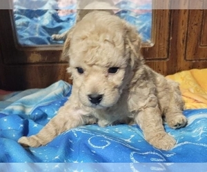 Goldendoodle (Miniature) Puppy for sale in BLMGTN, IN, USA