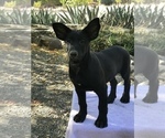 Small Photo #12 Belgian Malinois Puppy For Sale in VACAVILLE, CA, USA