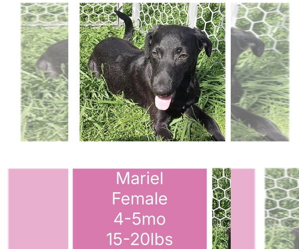 Medium Photo #1 Mutt Puppy For Sale in Virginia Beach, VA, USA