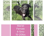 Small Mutt