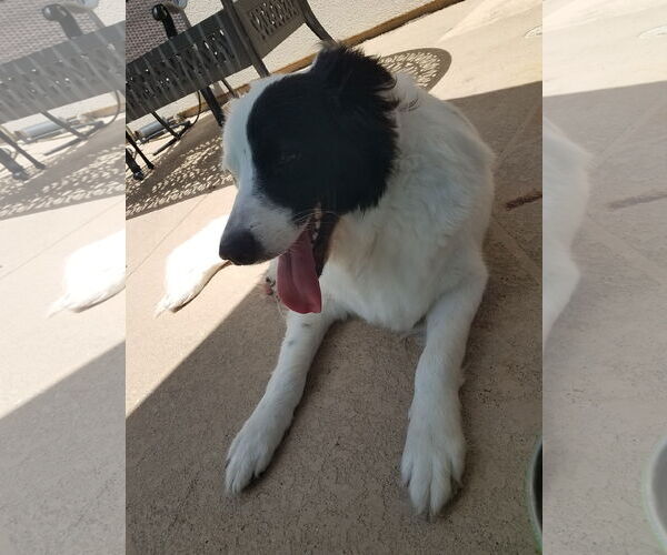 Medium Photo #4 Great Pyrenees-Unknown Mix Puppy For Sale in Houston, TX, USA
