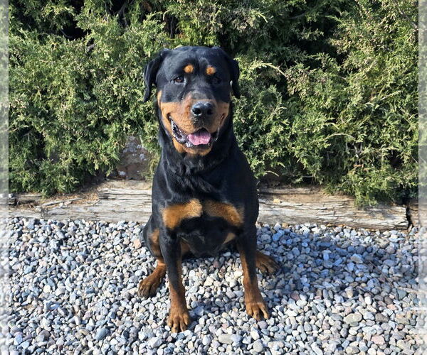 Medium Photo #2 Rottweiler Puppy For Sale in Albuquerque, NM, USA
