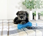 Small Photo #3 Schnauzer (Miniature) Puppy For Sale in GREENFIELD, IN, USA