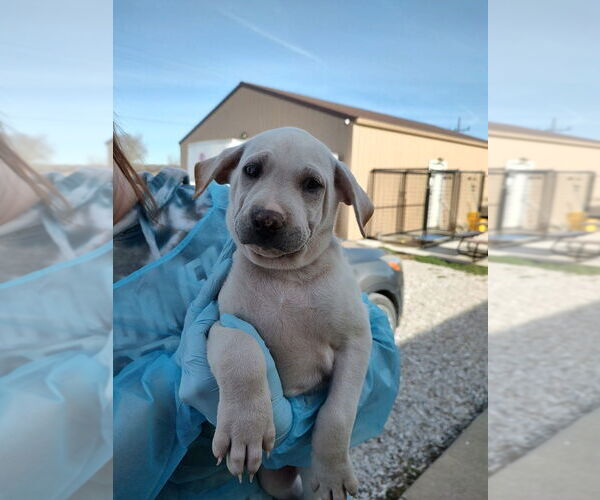 Medium Photo #1 Labrador Retriever-Unknown Mix Puppy For Sale in Bolivar, MO, USA