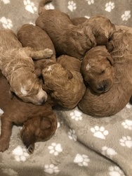 Goldendoodle Puppy for sale in TIFFIN, OH, USA