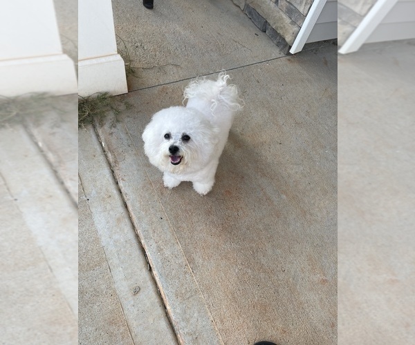 Medium Photo #1 Bichon Frise Puppy For Sale in PELZER, SC, USA