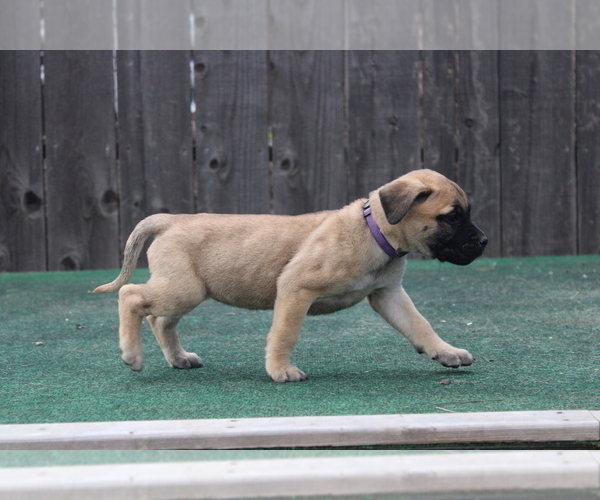Medium Photo #9 Presa Canario Puppy For Sale in OAKLEY, CA, USA