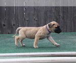 Small Photo #9 Presa Canario Puppy For Sale in OAKLEY, CA, USA
