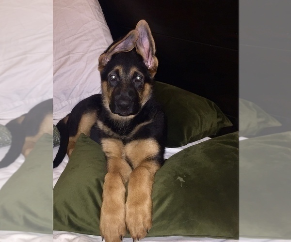 Medium Photo #3 German Shepherd Dog Puppy For Sale in HOUSTON, TX, USA