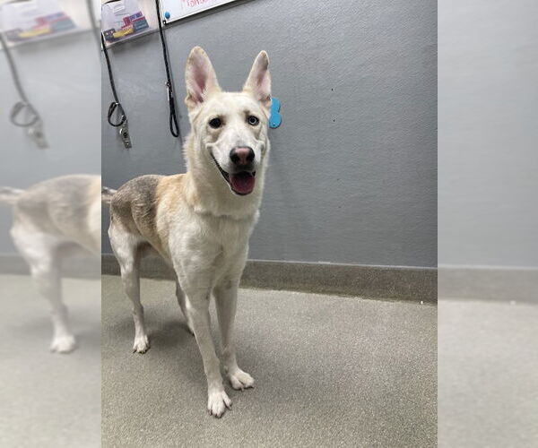 Medium Photo #1 German Shepherd Dog-Siberian Husky Mix Puppy For Sale in Las Vegas, NV, USA