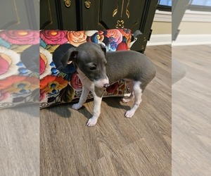Medium Italian Greyhound