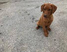 Small Photo #13 Labrador Retriever Puppy For Sale in BUCK, PA, USA