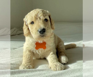 Goldendoodle-Poodle (Standard) Mix Puppy for sale in MENIFEE, CA, USA