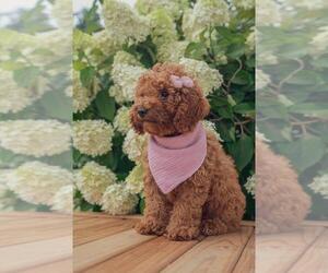 Cockapoo Puppy for sale in HONEY BROOK, PA, USA