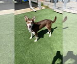 Small #4 Collie-Huskies  Mix