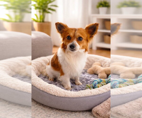 Medium Photo #2 Papillon Puppy For Sale in San Diego, CA, USA