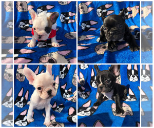French Bulldog Puppy for sale in JACKSONVILLE, FL, USA