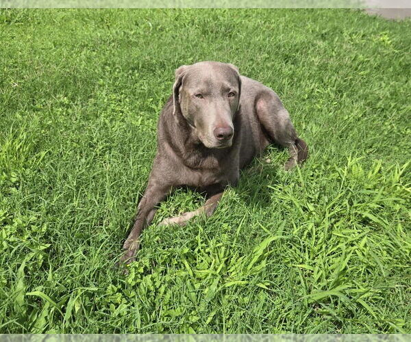 Medium Photo #2 Labrador Retriever-Unknown Mix Puppy For Sale in Brewster, NY, USA