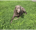 Small #1 Labrador Retriever Mix