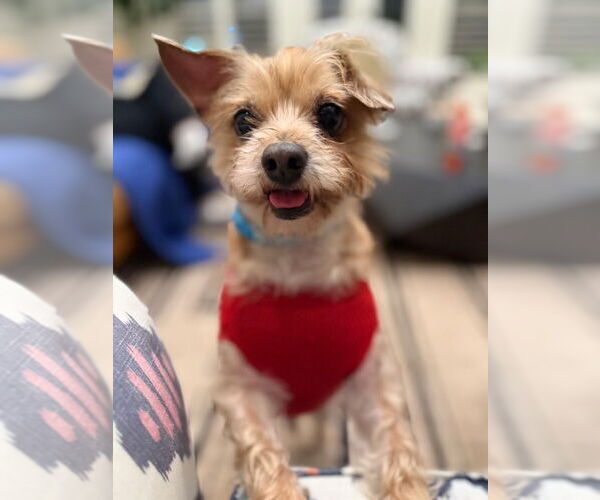 Medium Photo #3 Cairn Terrier-Unknown Mix Puppy For Sale in Kankakee, IL, USA