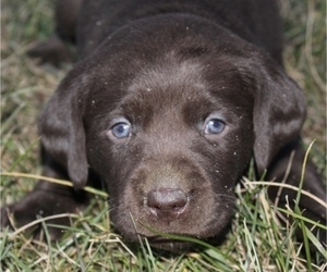 Medium Labrador Retriever