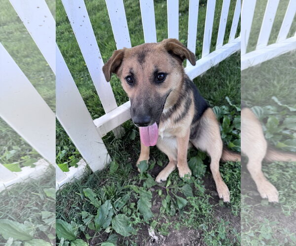 Medium Photo #9 German Shepherd Dog-Unknown Mix Puppy For Sale in Columbus, IN, USA