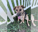 Small #8 German Shepherd Dog Mix
