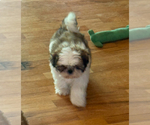 Small Shih Tzu