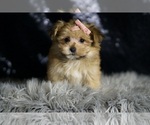 Small #5 Morkie
