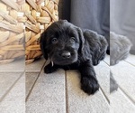 Small #6 Miniature Labradoodle