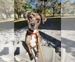 Small Photo #1 American Pit Bull Terrier-Catahoula Leopard Dog Mix Puppy For Sale in Vero Beach, FL, USA