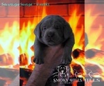 Small Photo #27 Labrador Retriever Puppy For Sale in POCAHONTAS, IL, USA