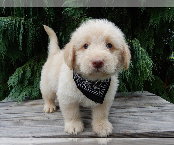 Medium Photo #5 Labradoodle Puppy For Sale in MILLERSBURG, OH, USA