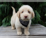 Small #4 Labradoodle