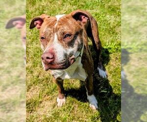 American Staffordshire Terrier-Unknown Mix Dogs for adoption in Akron, OH, USA