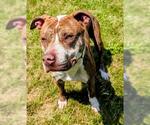 Small American Staffordshire Terrier Mix