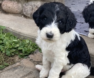 Bernedoodle Puppy for Sale in CANTON, Wisconsin USA