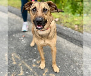 Sonar - Male Mutt Dog for Adoption - Photo #3