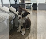 Puppy Choco Jr Pomsky