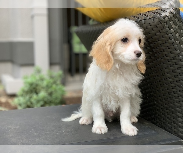 Medium Photo #2 Cavachon Puppy For Sale in HOUSTON, TX, USA