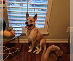 Small #1 Akita Mix