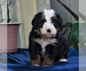 Bernedoodle-Poodle (Miniature) Mix Puppy for sale in EAST EARL, PA, USA