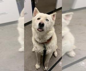 Siberian Husky Dogs for adoption in Berkeley , CA, USA