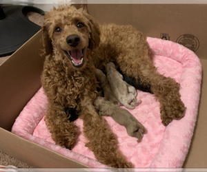 Mother of the Cock-A-Poo-Poodle (Miniature) Mix puppies born on 10/31/2022