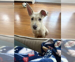 Mutt Dogs for adoption in Oakhurst, NJ, USA