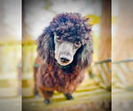 Small #2 Poodle (Toy) Mix