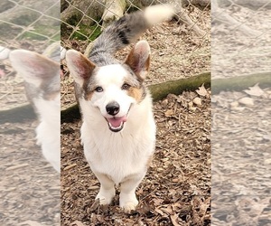 Father of the Cardigan Welsh Corgi puppies born on 01/17/2023