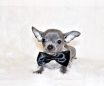 Puppy Zeno Chihuahua